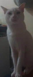 Brancão