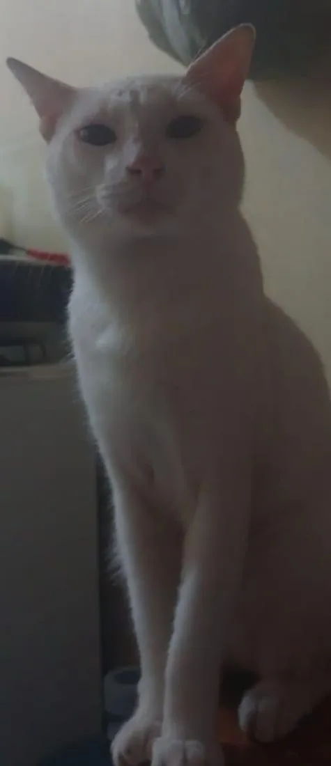 Gato raça SRD-ViraLata idade 1 ano nome Brancão