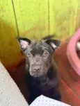 Simba