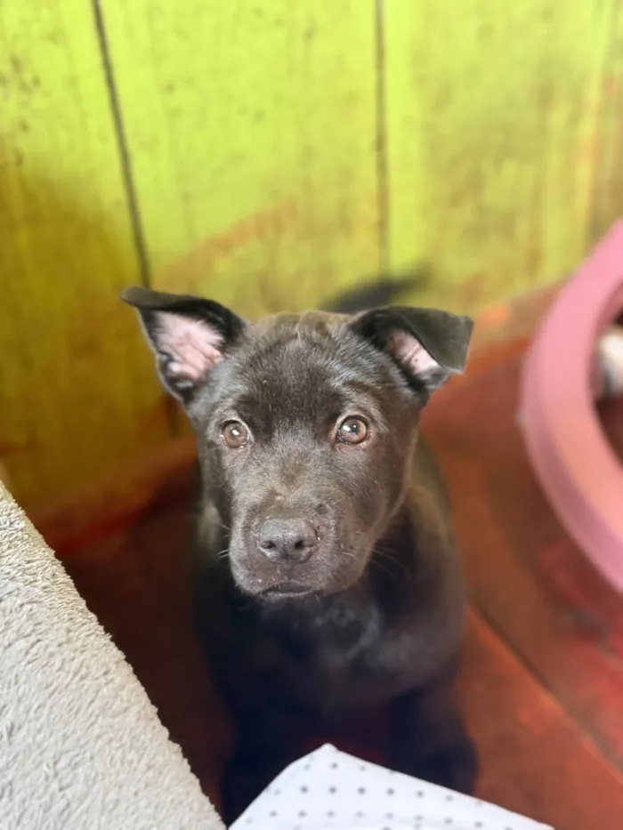 Cachorro raça SRD-ViraLata idade 2 a 6 meses nome Simba