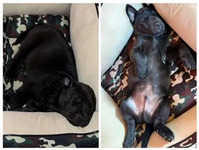 Cachorro raça SRD-ViraLata idade 2 a 6 meses nome Simba