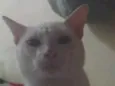 Brancão