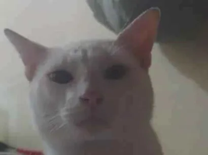 Gato raça SRD-ViraLata idade 1 ano nome Brancão