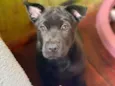 Simba