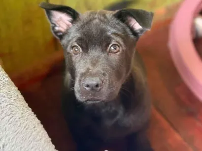 Cachorro raça SRD-ViraLata idade 2 a 6 meses nome Simba