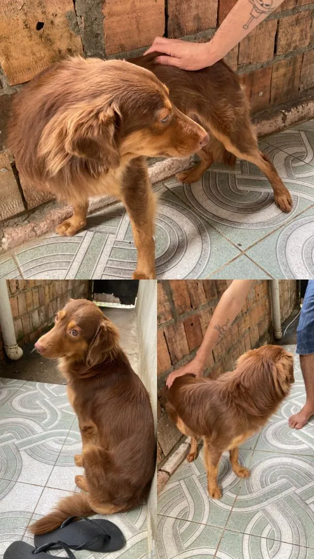 Cachorro raça SRD-ViraLata idade 2 anos nome Manny