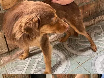 Cachorro raça SRD-ViraLata idade 2 anos nome Manny