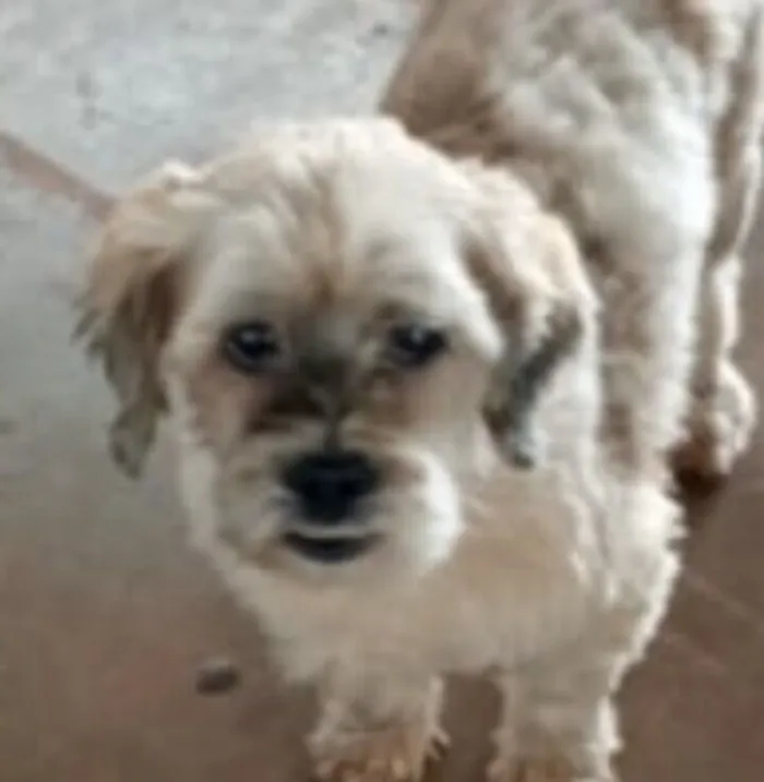 Cachorro raça Shitzu idade 7 a 11 meses nome Fred 
