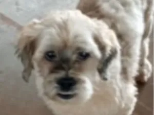 Cachorro raça Shitzu idade 7 a 11 meses nome Fred 
