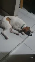 Amora