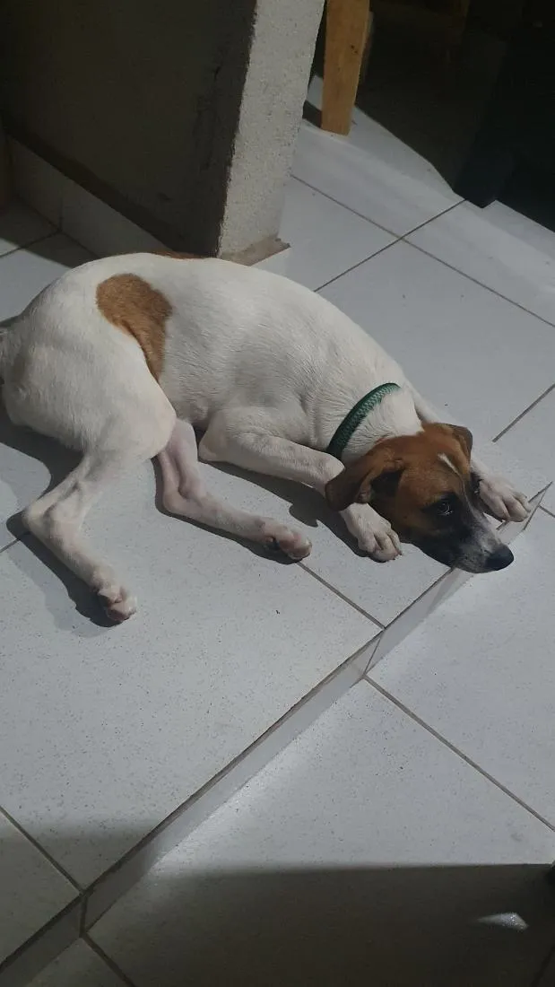 Cachorro raça SRD-ViraLata idade 2 a 6 meses nome Amora