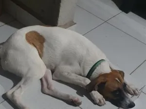 Cachorro raça SRD-ViraLata idade 2 a 6 meses nome Amora