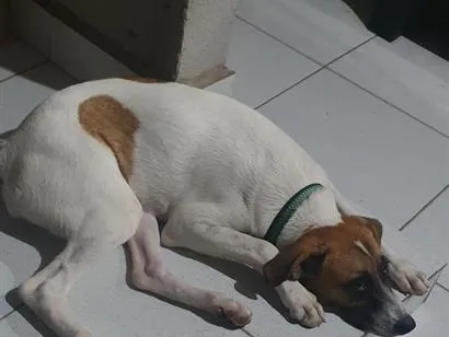 Cachorro raça SRD-ViraLata idade 2 a 6 meses nome Amora