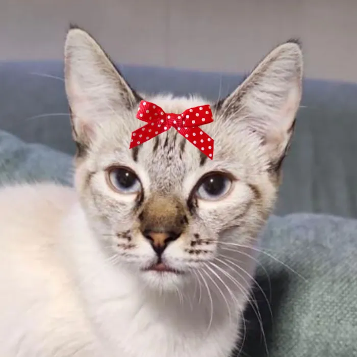 Gato raça SRD-ViraLata idade 7 a 11 meses nome Lua 