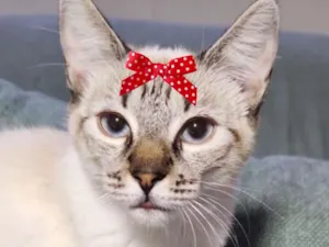 Gato raça SRD-ViraLata idade 7 a 11 meses nome Lua 