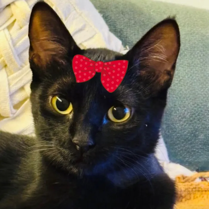 Gato raça SRD-ViraLata idade 7 a 11 meses nome Rubi 