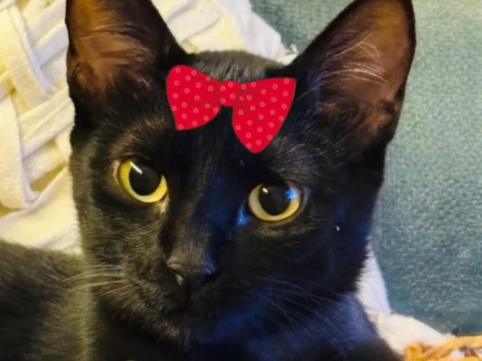 Gato raça SRD-ViraLata idade 7 a 11 meses nome Rubi 