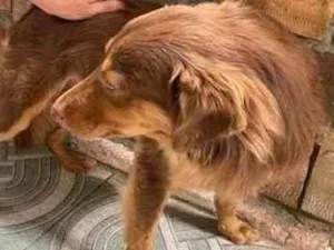 Cachorro raça SRD-ViraLata idade 2 anos nome Manny