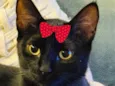 Rubi 