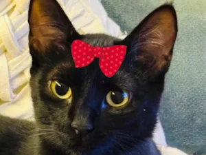 Gato raça SRD-ViraLata idade 7 a 11 meses nome Rubi 