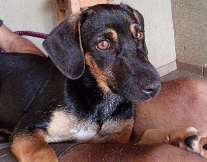 Cachorro raça SRD-ViraLata idade 1 ano nome negão 