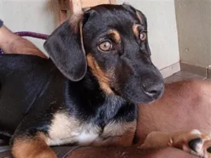 Cachorro raça SRD-ViraLata idade 1 ano nome negão 
