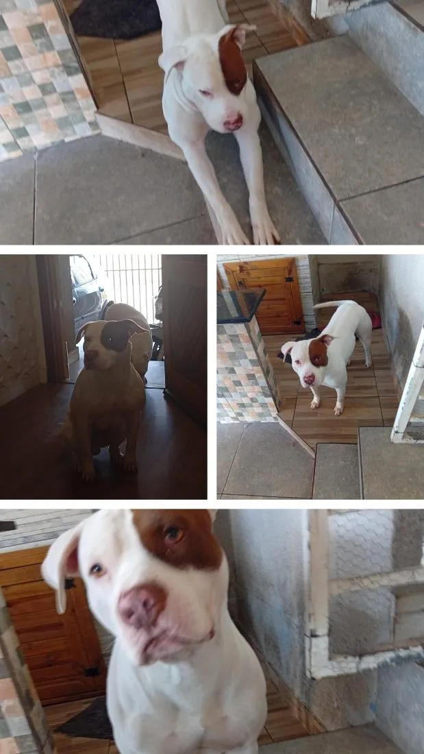 Cachorro raça Pit-Bull idade 3 anos nome Zeus