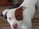 Cachorro raça Pit-Bull idade 3 anos nome Zeus