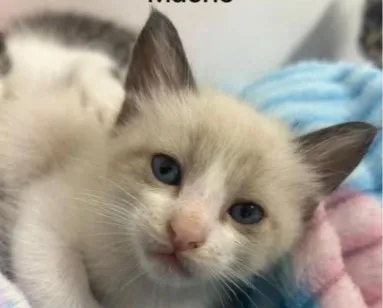 Gato raça SRD-ViraLata idade 2 a 6 meses nome sem nome