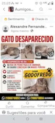 Godofredo