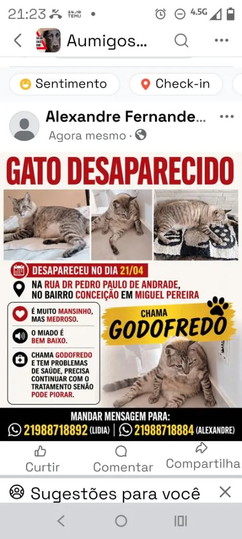 Gato raça SRD-ViraLata idade 3 anos nome Godofredo