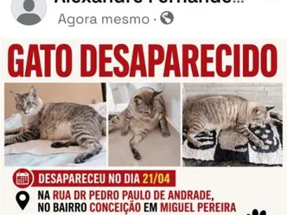 Gato raça SRD-ViraLata idade 3 anos nome Godofredo
