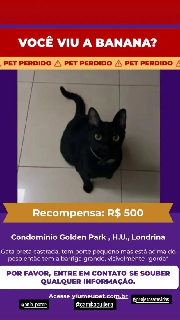 Gato raça SRD-ViraLata idade 2 anos nome BANANA