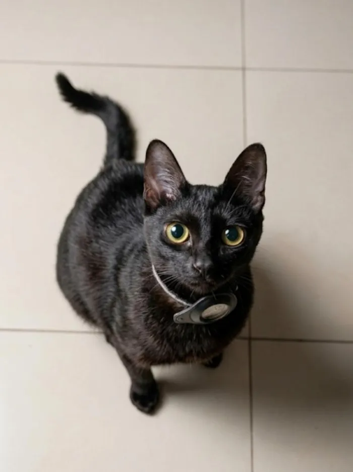 Gato raça SRD-ViraLata idade 2 anos nome BANANA