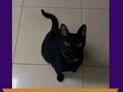 Gato raça SRD-ViraLata idade 2 anos nome BANANA