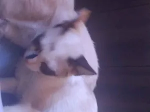 Gato raça SRD-ViraLata idade 2 a 6 meses nome viturina