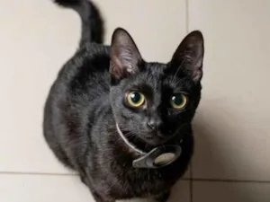 Gato raça SRD-ViraLata idade 2 anos nome BANANA