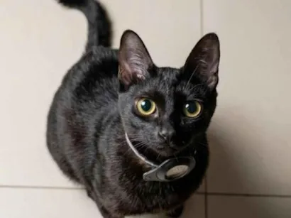 Gato raça SRD-ViraLata idade 2 anos nome BANANA