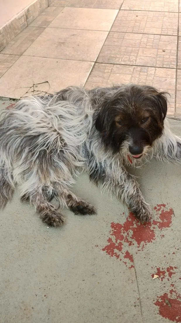 Cachorro raça SRD-ViraLata idade 1 ano nome Mayla