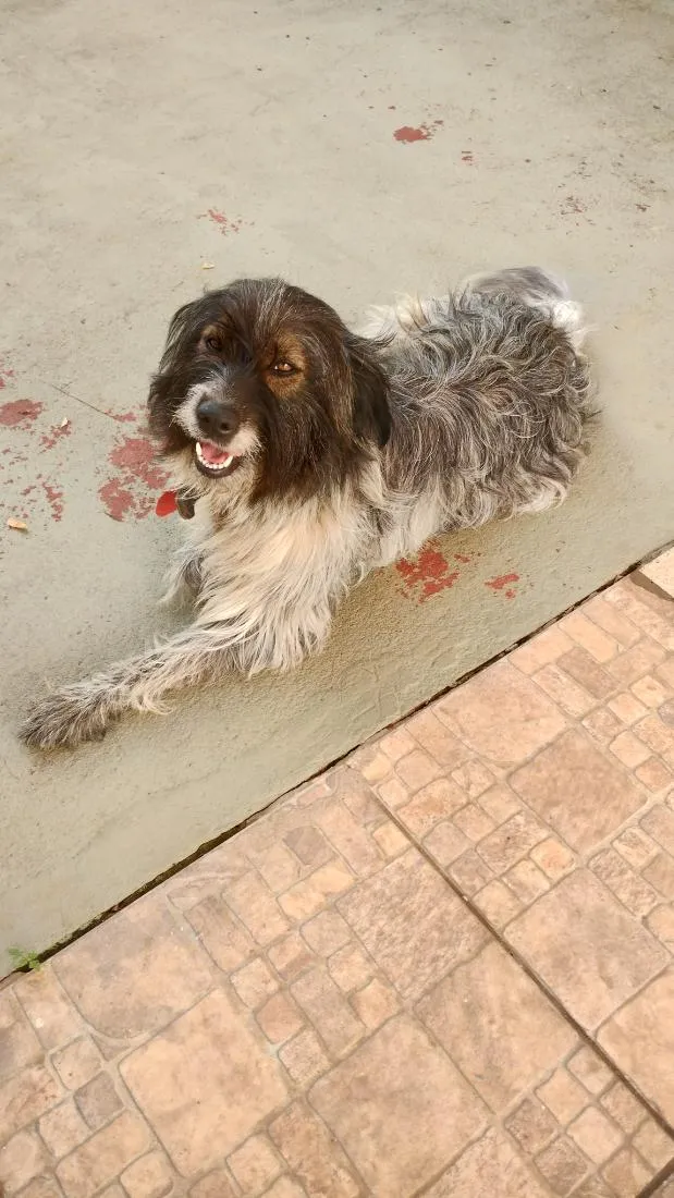 Cachorro raça SRD-ViraLata idade 1 ano nome Mayla