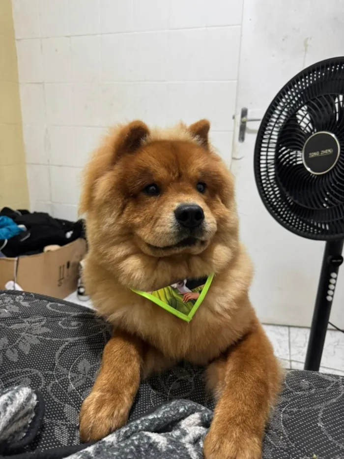 Cachorro raça SRD-ViraLata idade 7 a 11 meses nome Zeca