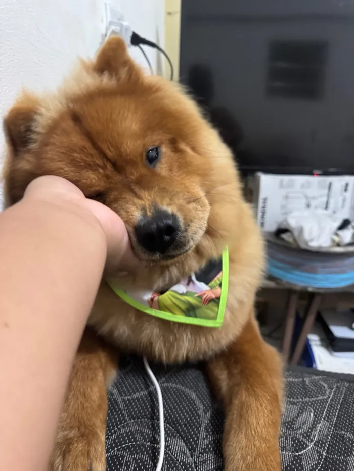 Cachorro raça SRD-ViraLata idade 7 a 11 meses nome Zeca