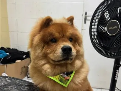 Cachorro raça SRD-ViraLata idade 7 a 11 meses nome Zeca
