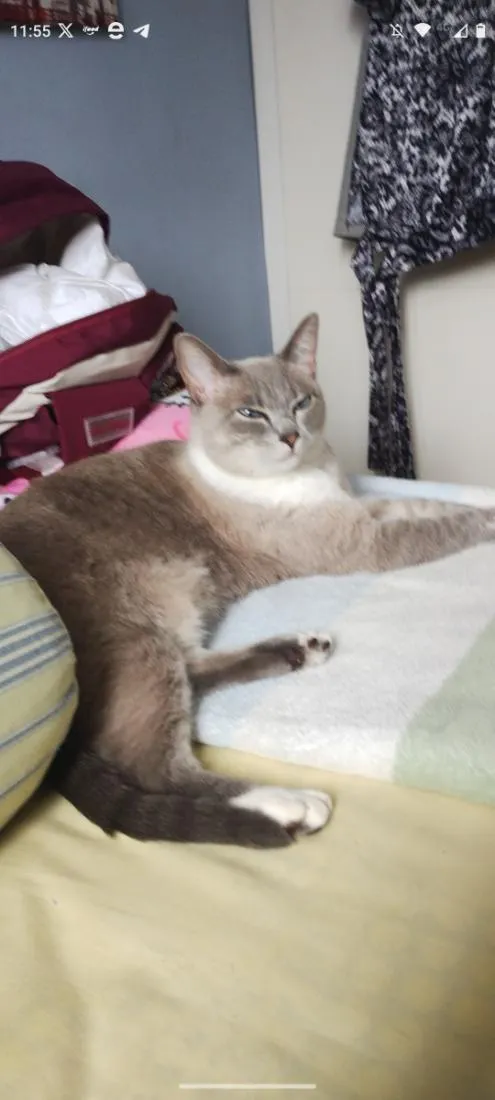 Gato raça SRD-ViraLata idade 4 anos nome Amora