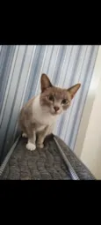 Amora