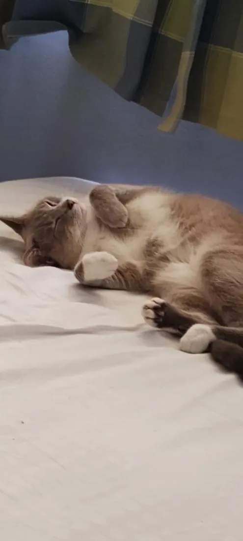 Gato raça SRD-ViraLata idade 4 anos nome Amora