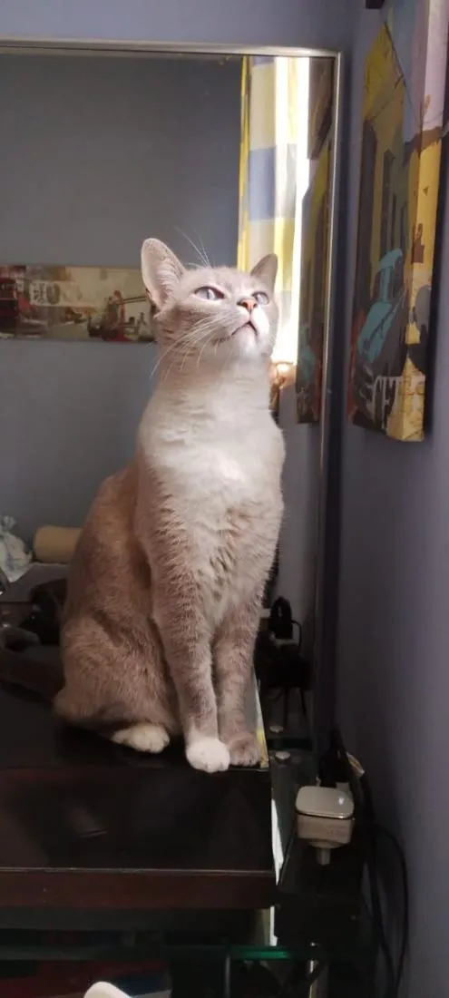 Gato raça SRD-ViraLata idade 4 anos nome Amora