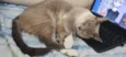 Amora