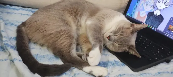 Gato raça SRD-ViraLata idade 4 anos nome Amora