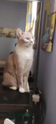 Amora